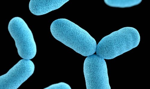 Legionella nei luoghi di lavoro: quali pericoli? Quali obblighi?